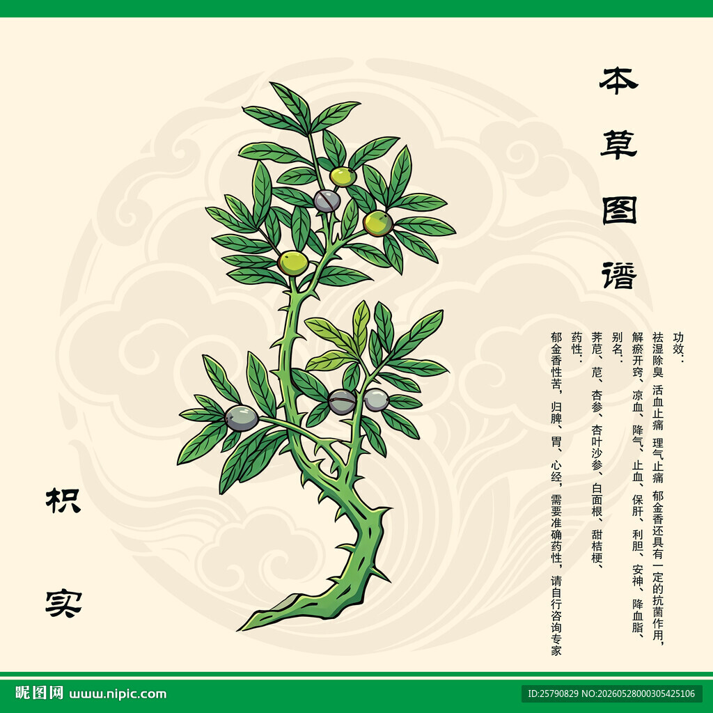 手绘枳实本草植物图