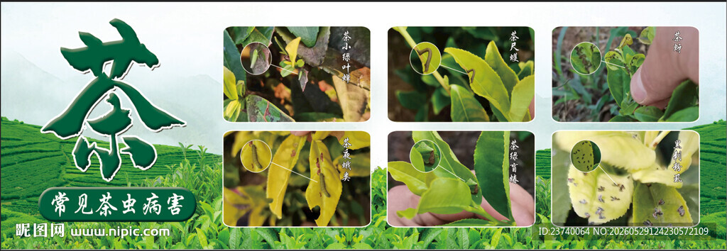 茶叶 茶树 茶树常见虫害