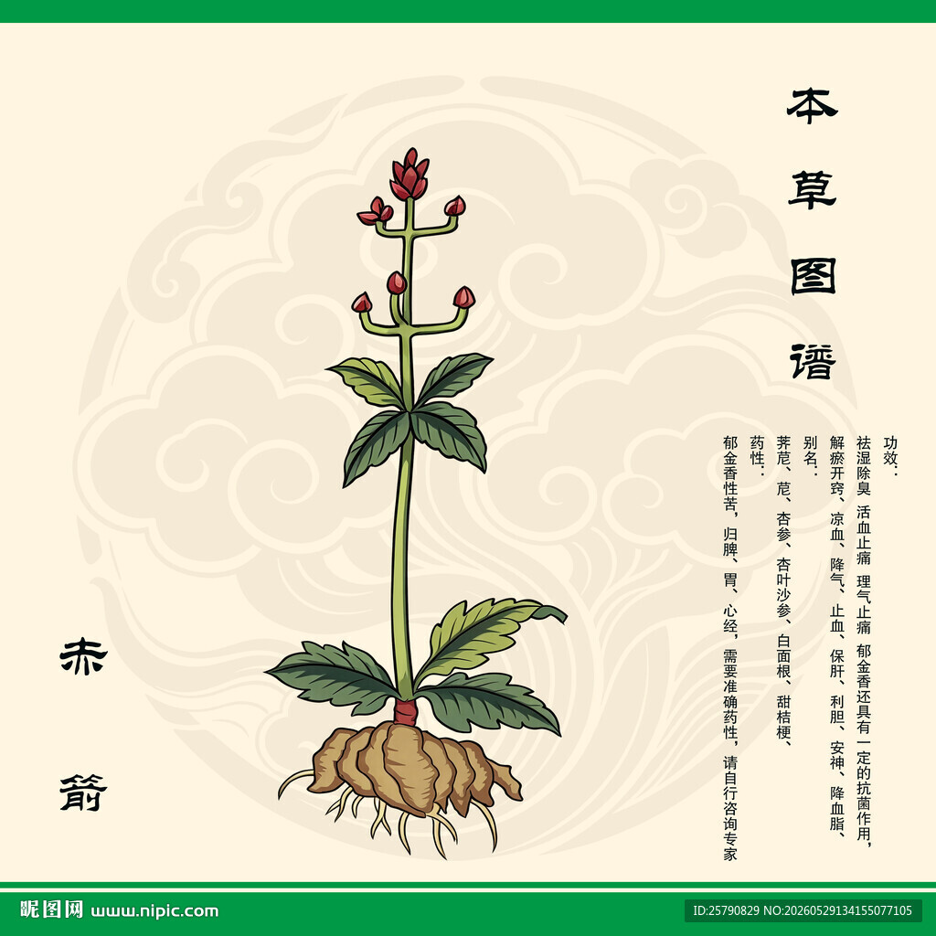 赤箭草药植物插画展示