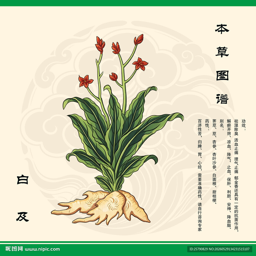 白芨草药插画展示