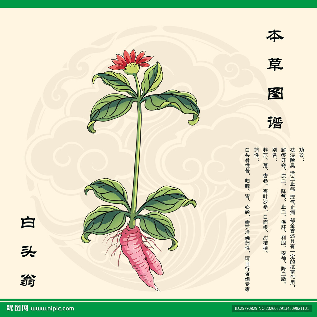 白头翁草植物手绘图