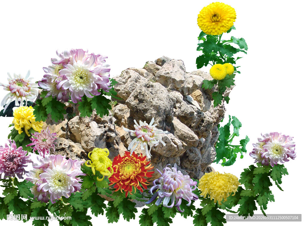 菊花