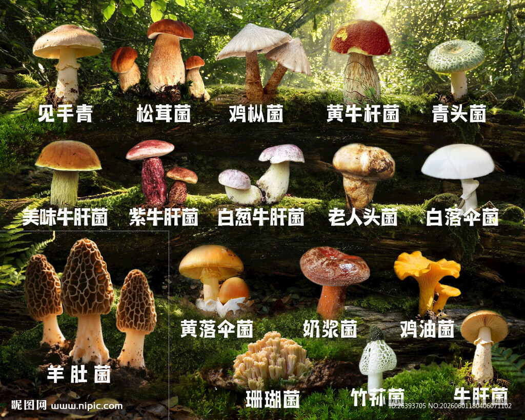 多种野生菌类展示