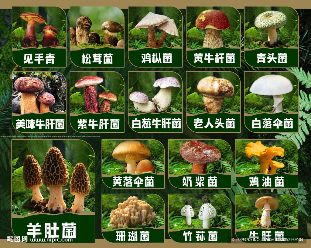 多种珍稀牛肝菌展示
