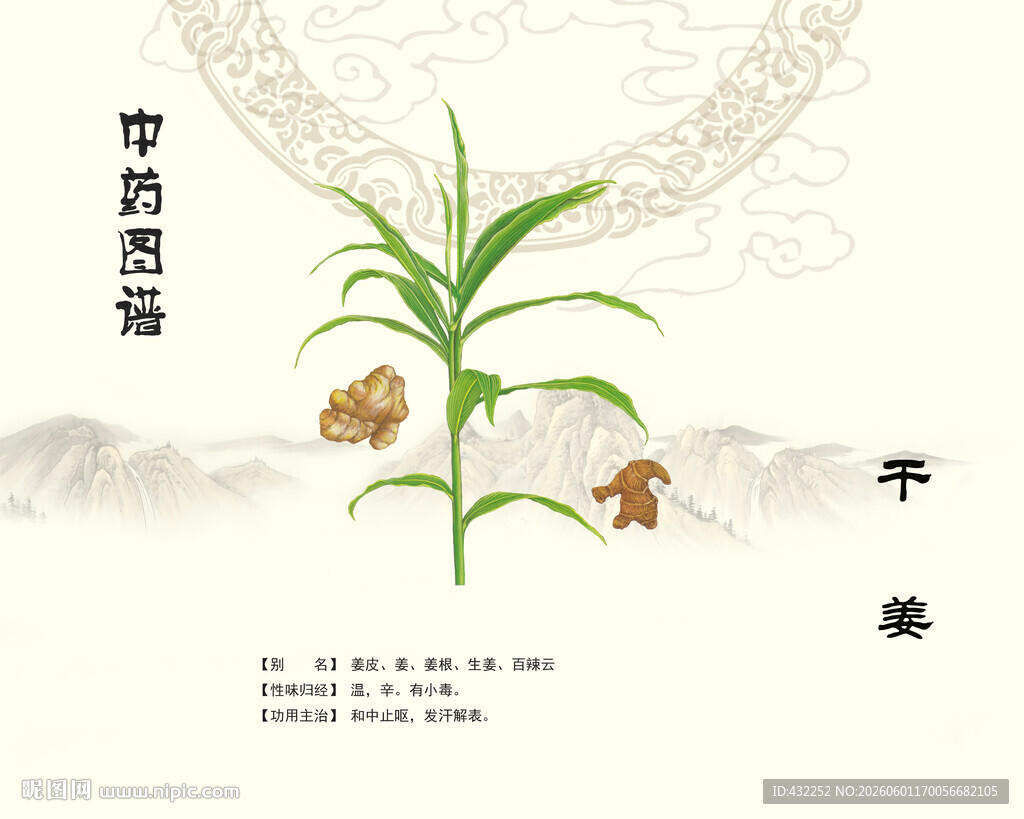 中药干姜植株展示