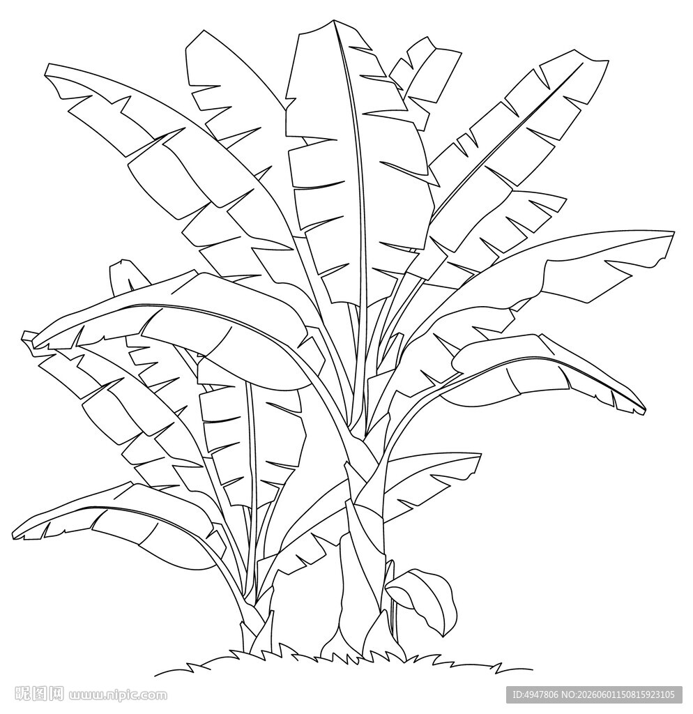 香蕉植株线稿图 矢量图