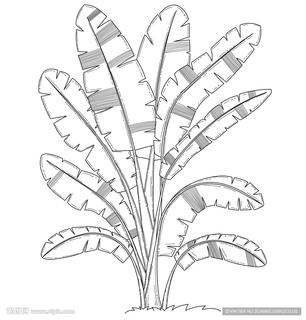 手绘香蕉树植物线条图 矢量图