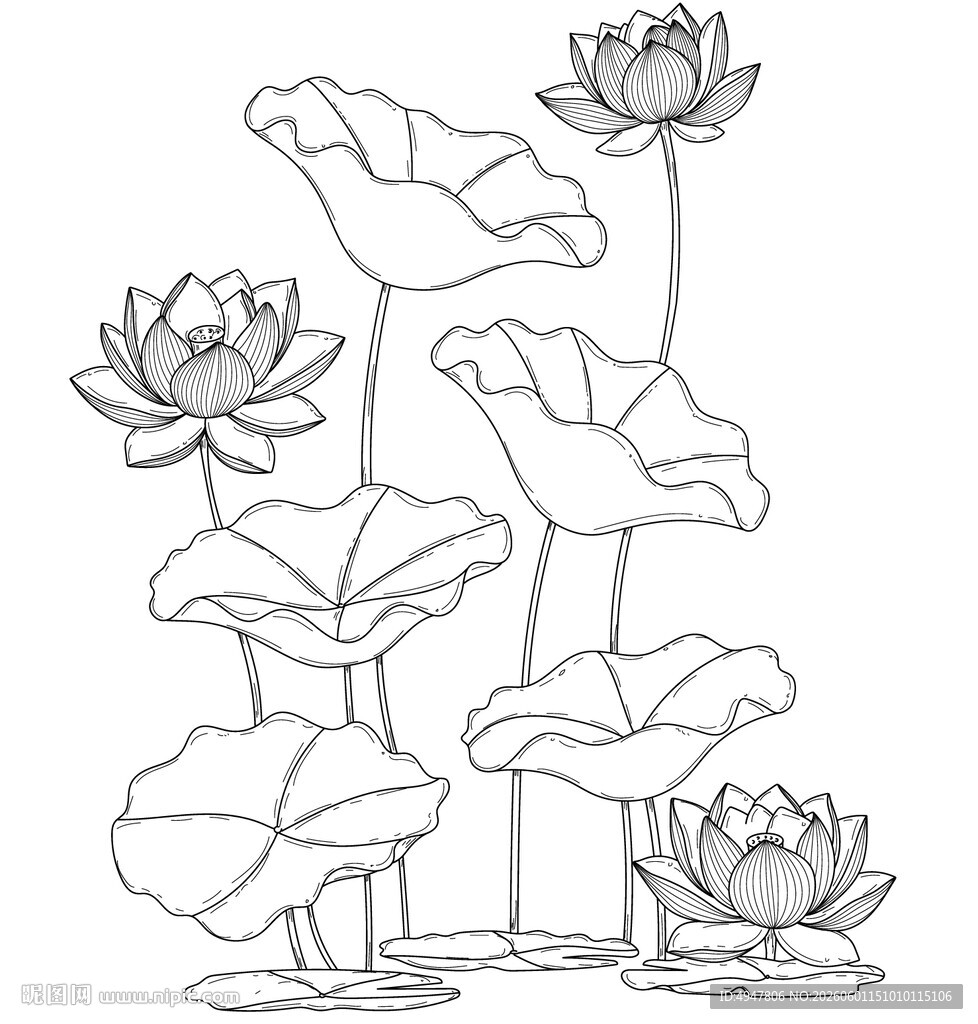 荷花线条画 矢量图