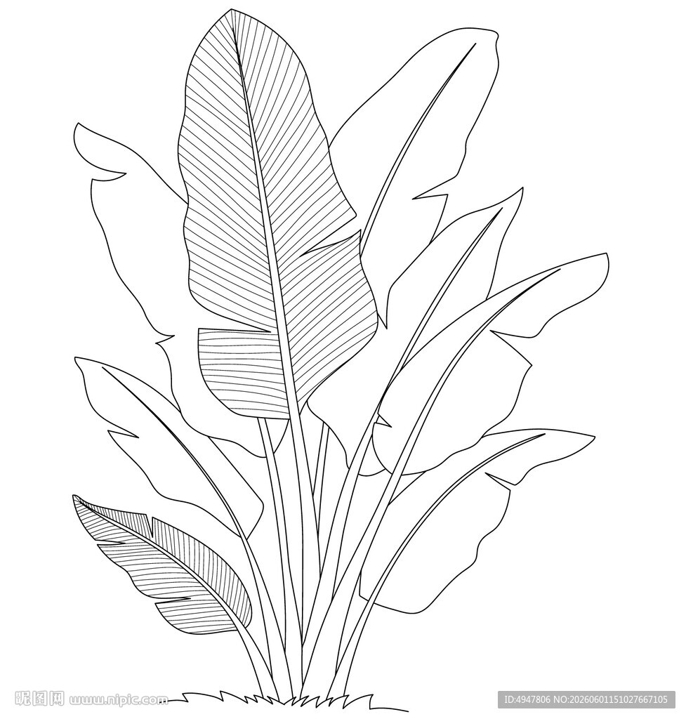 手绘芭蕉叶植物线条图 矢量图