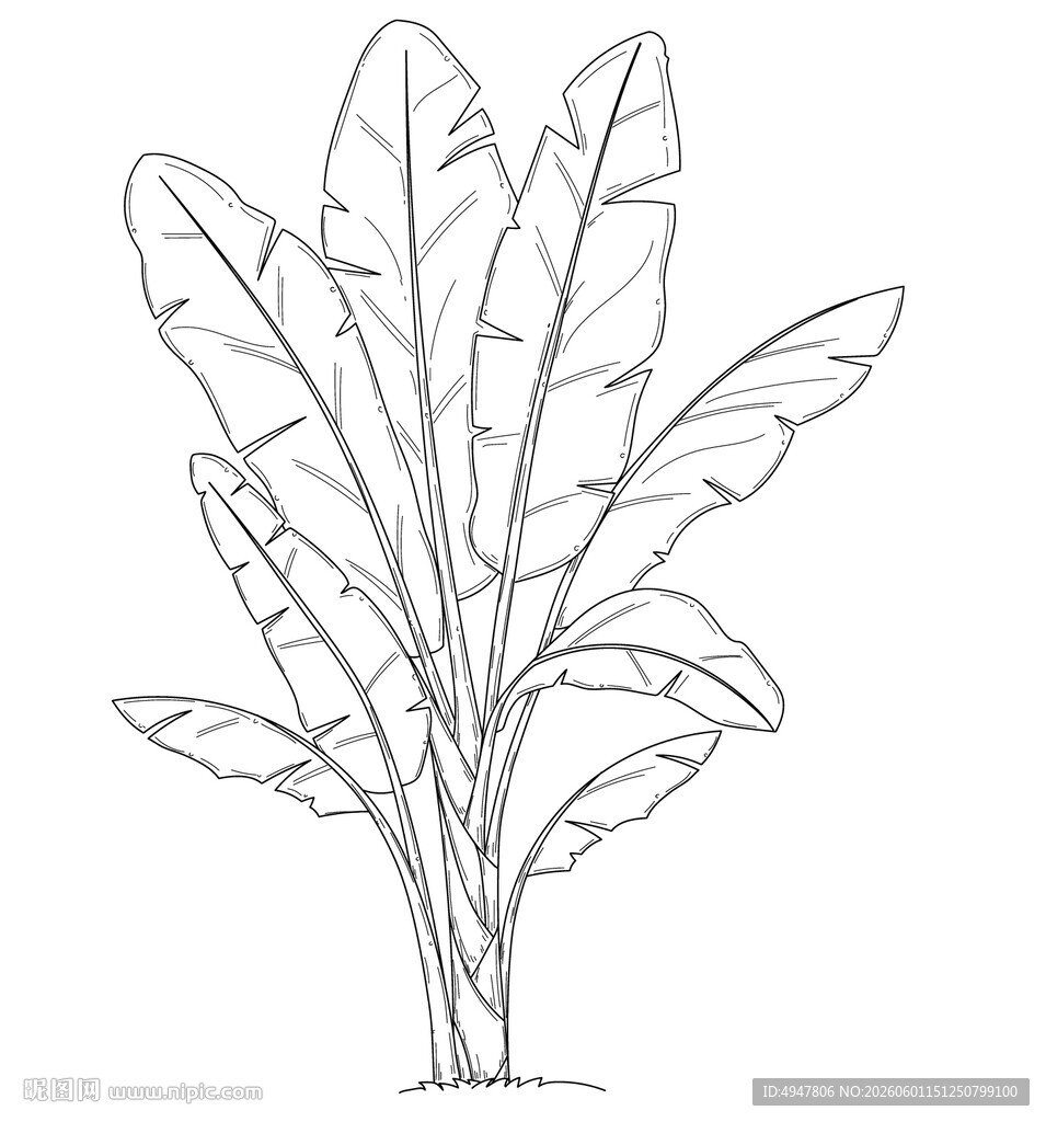 手绘香蕉植株线条画 矢量图