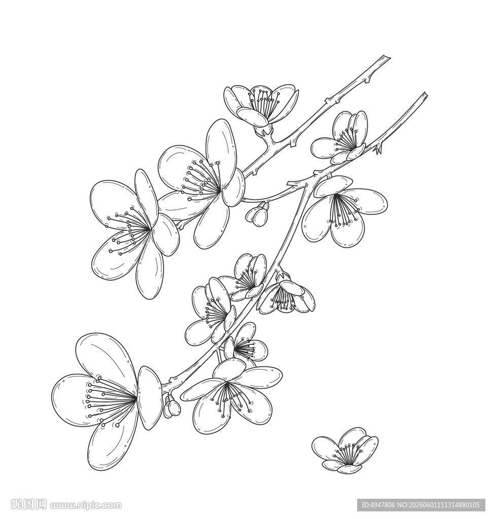 手绘樱花枝线条图 矢量图