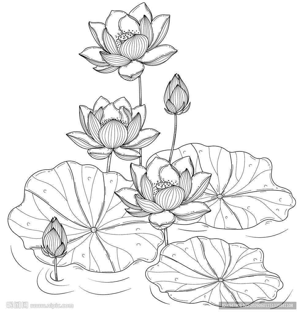 水墨风荷花荷叶线描图 矢量图