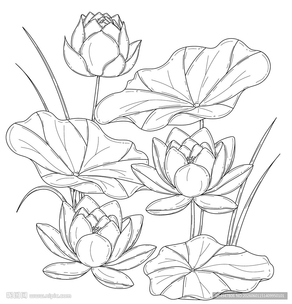 白描荷花荷叶图 矢量图