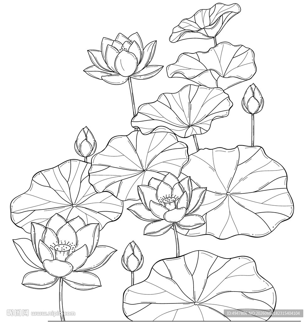 荷花线描图案 矢量图