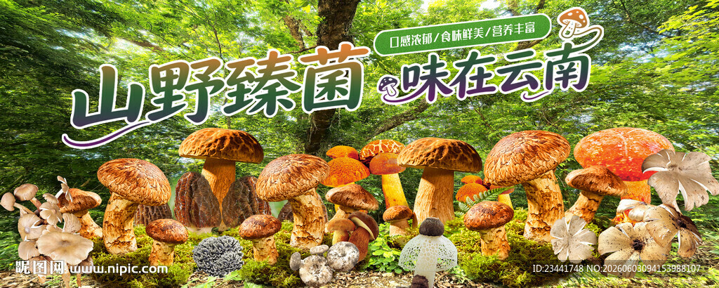 野生菌海报