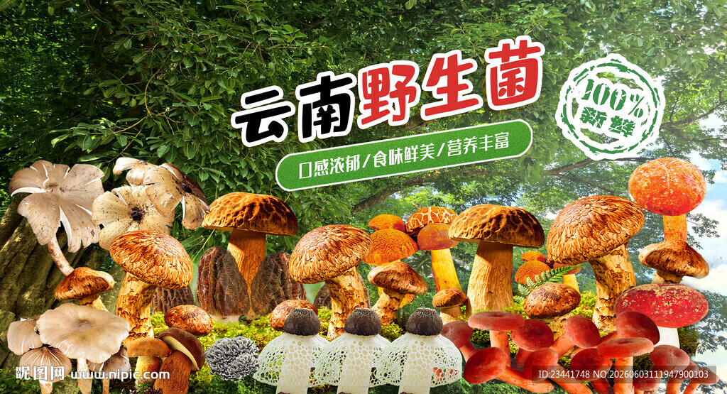 野生菌