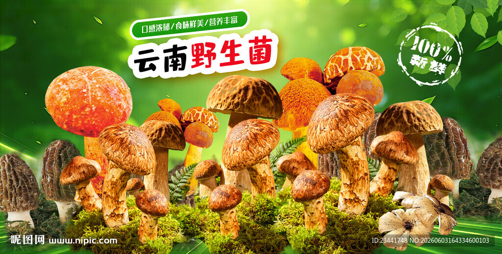 野生菌海报