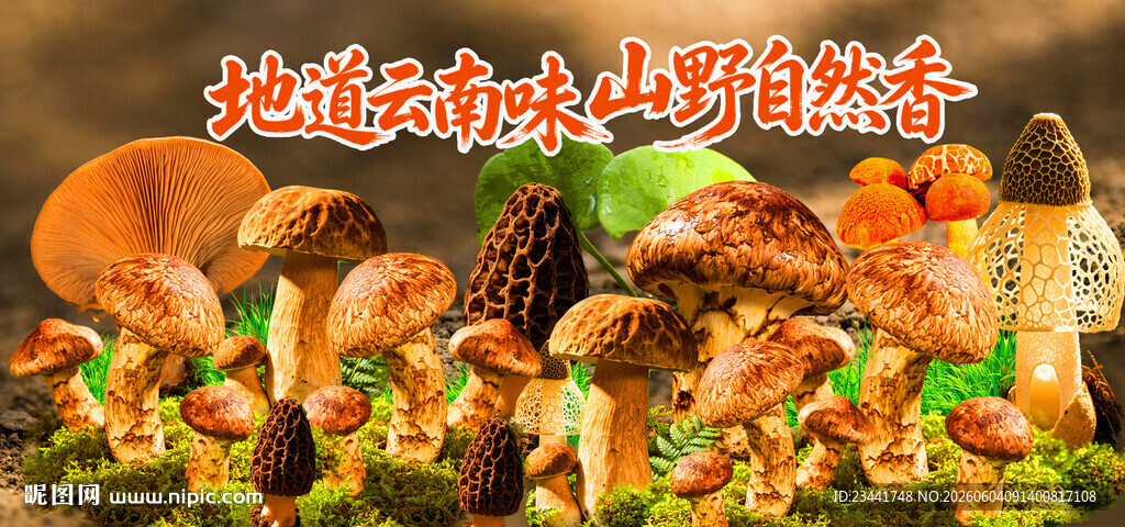 野生菌海报