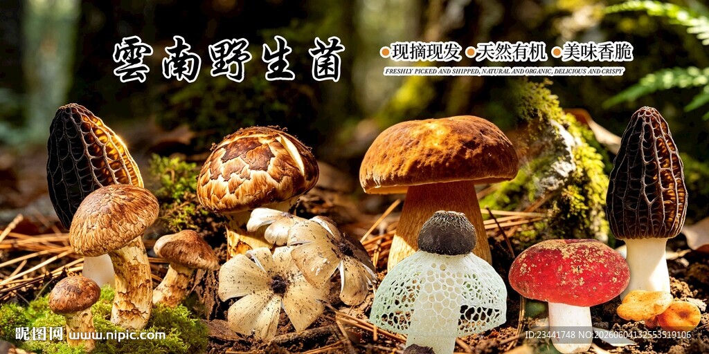 野生菌海报