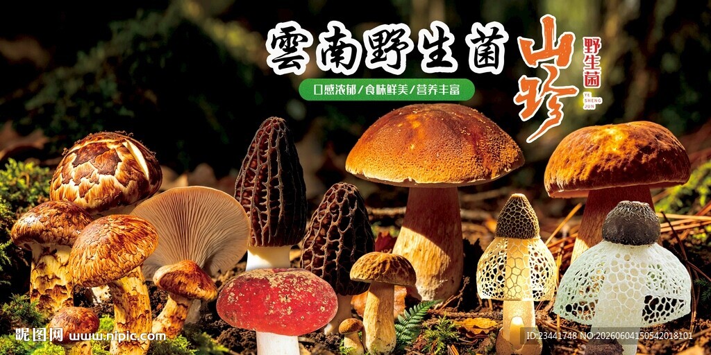 云南野生菌