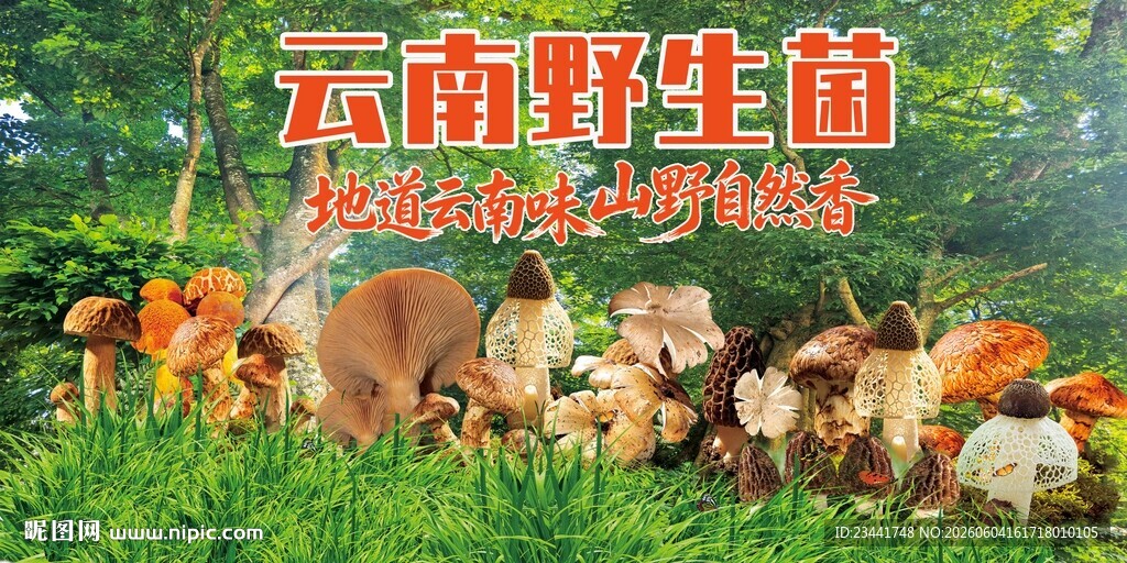 野生菌广告  
