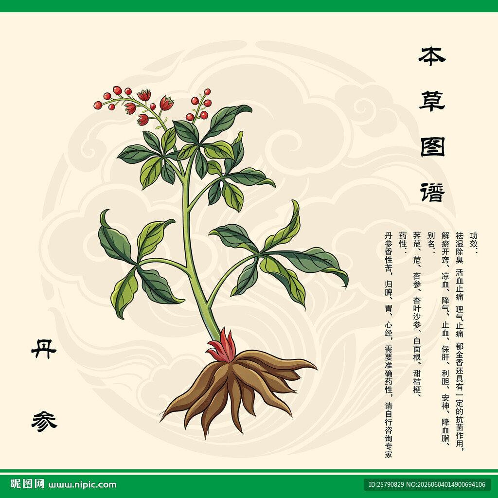 传统本草图鉴之丹参插画