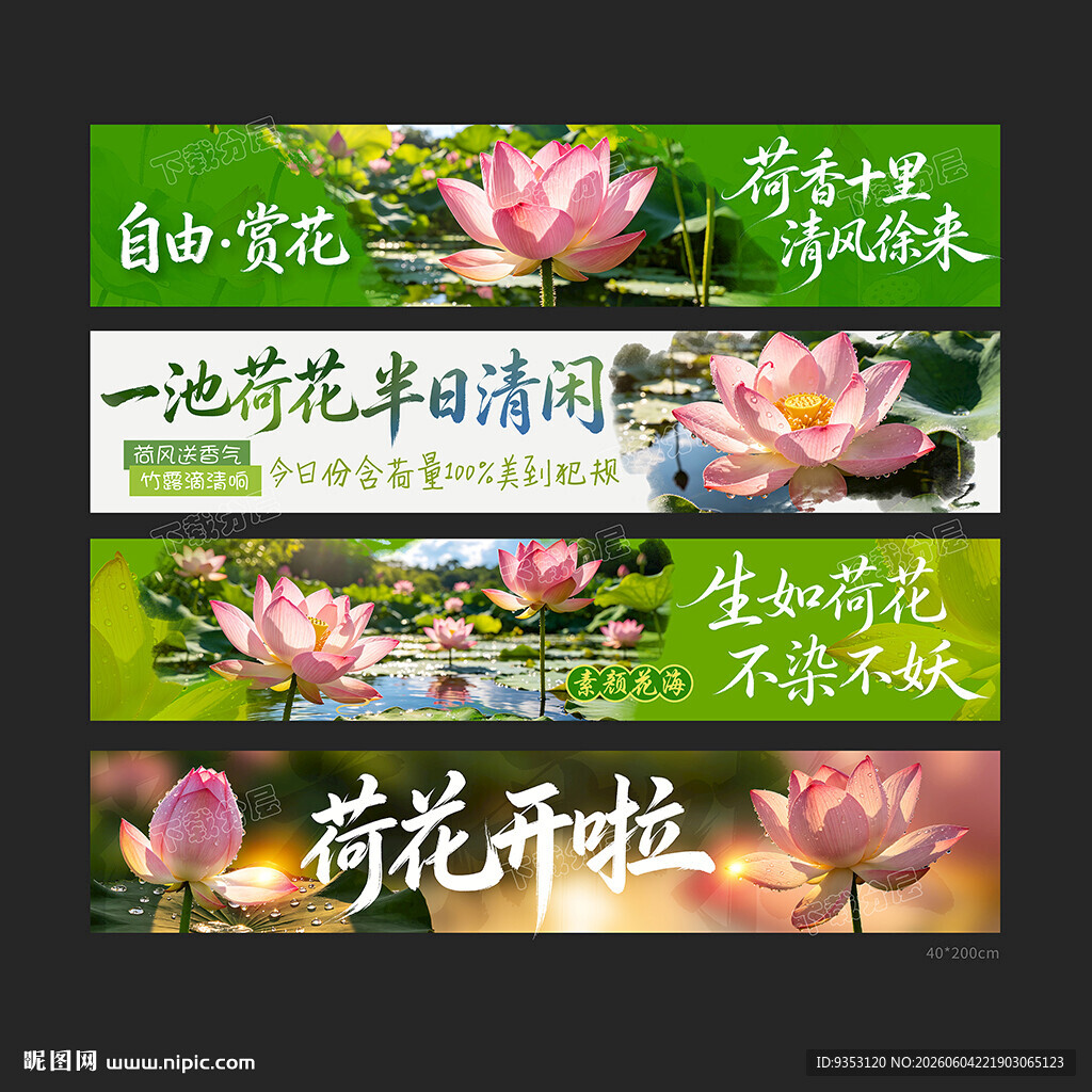 荷花
