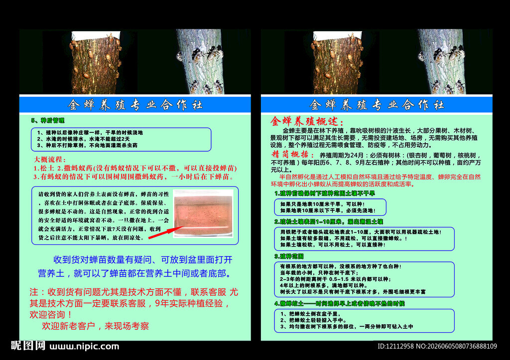金蝉养殖