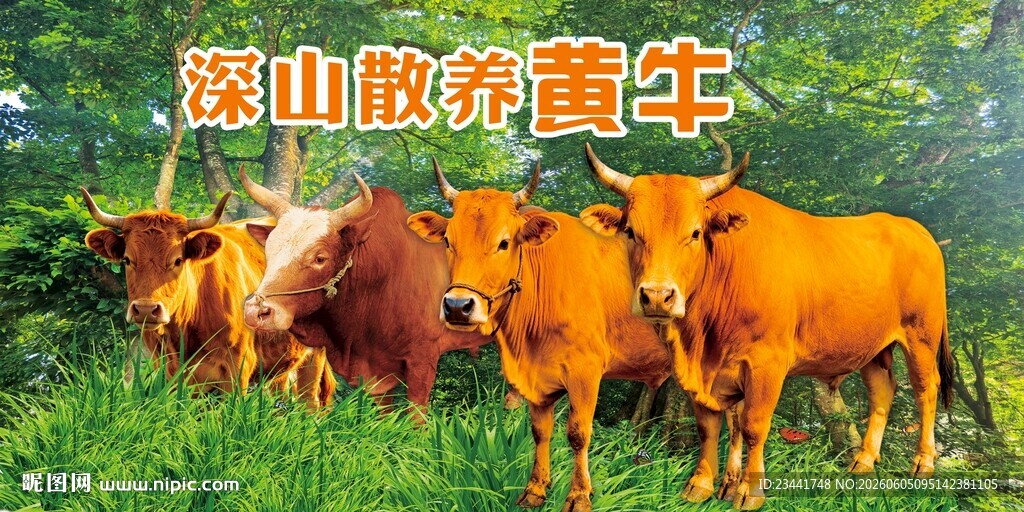 散养黄牛