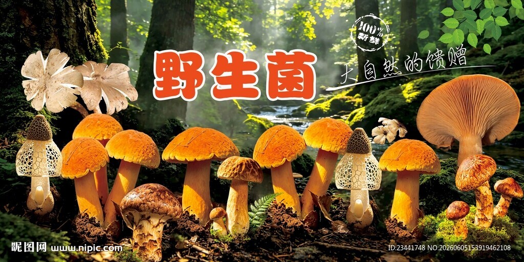 野生菌