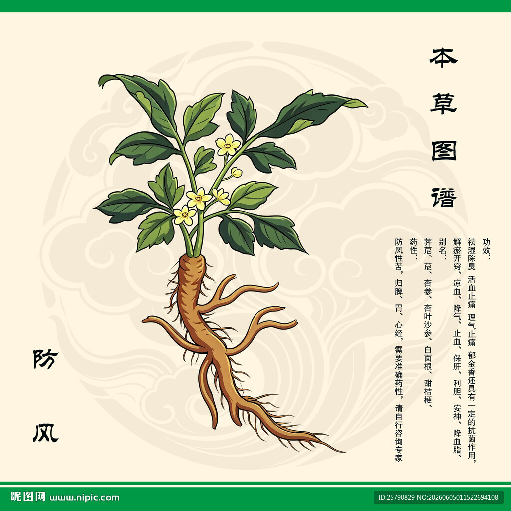 防风植物图示