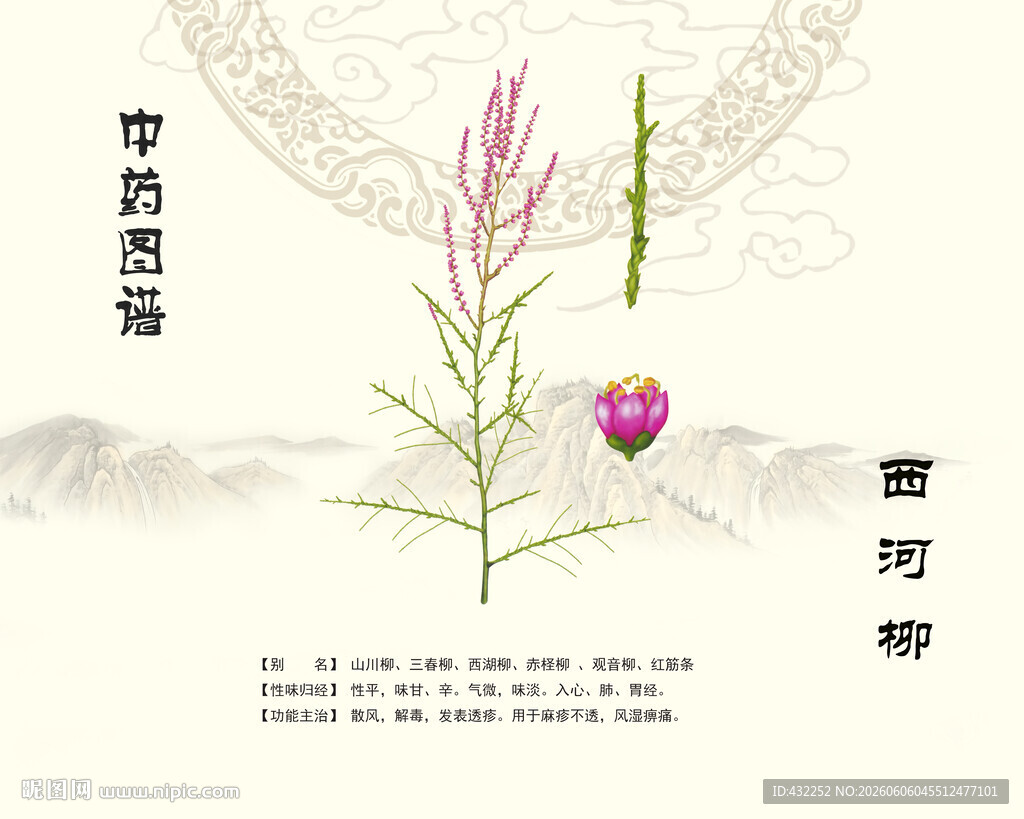 西河柳中草药植物图