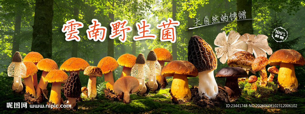 云南野生菌