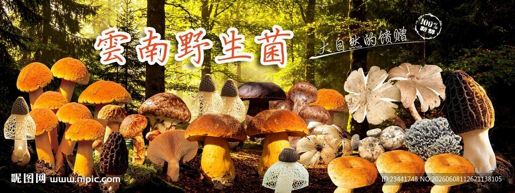 云南野生菌