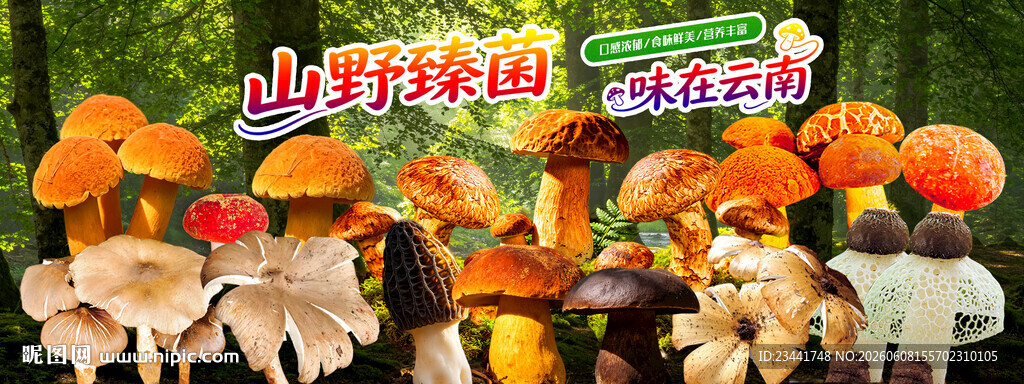 野生菌海报