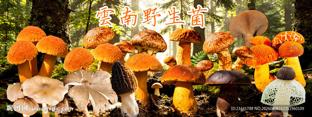 野生菌海报