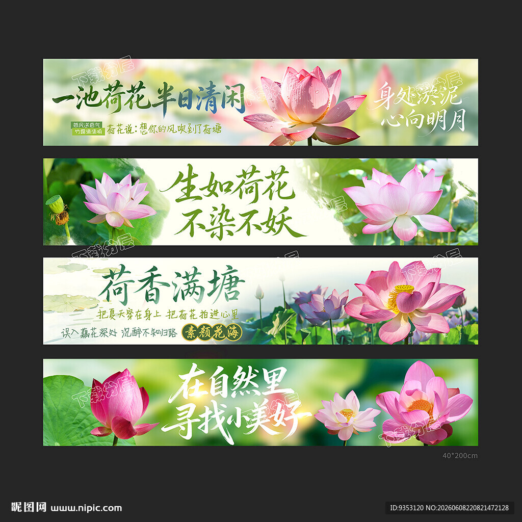 赏荷花