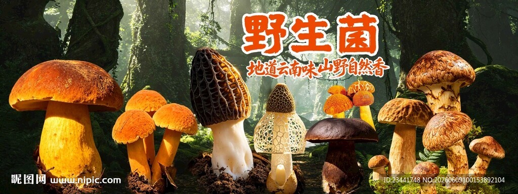 野生菌海报