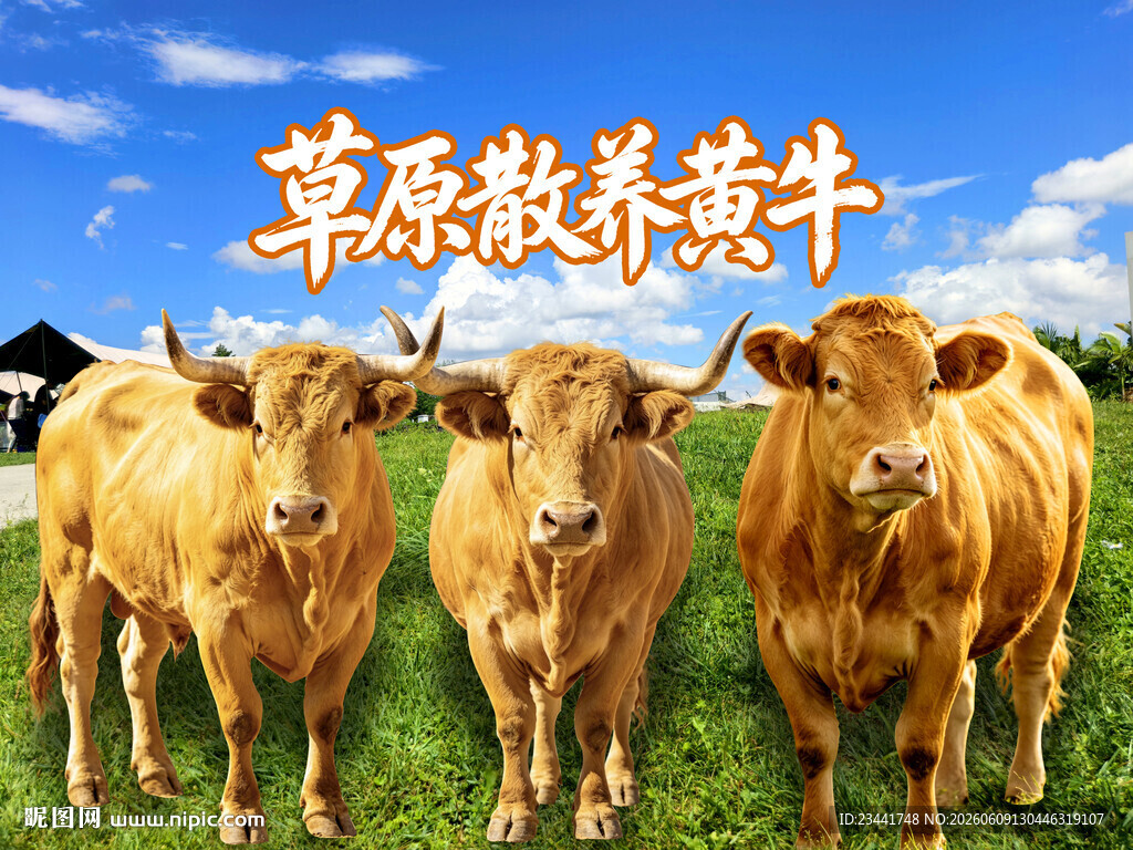 草原散养黄牛