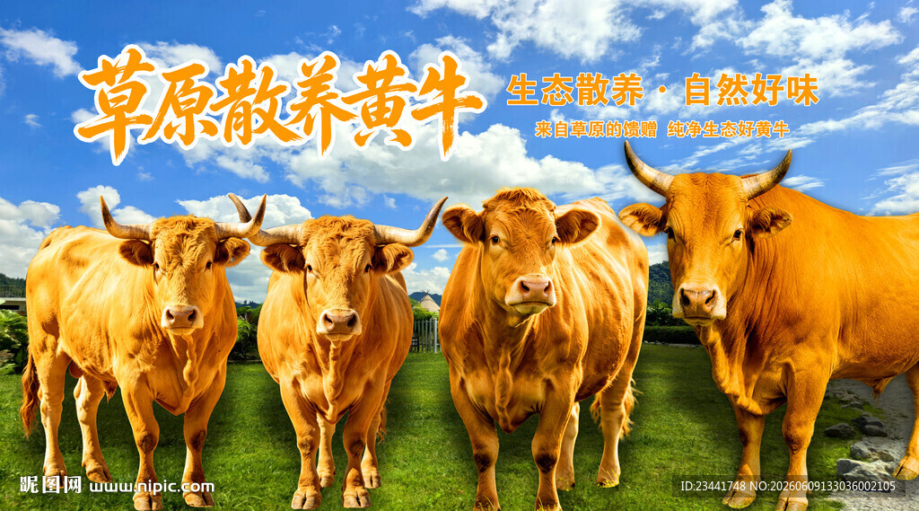 草原黄牛 