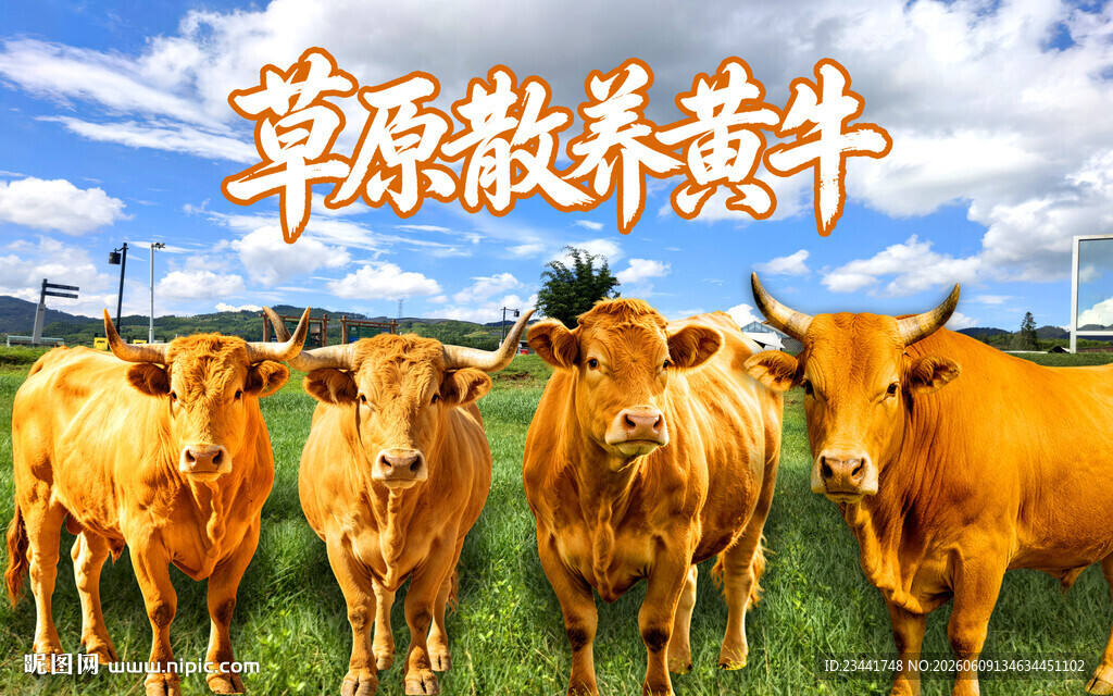 黄牛海报