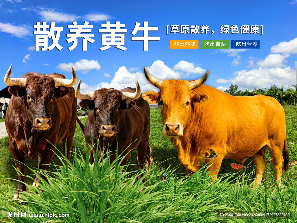黄牛