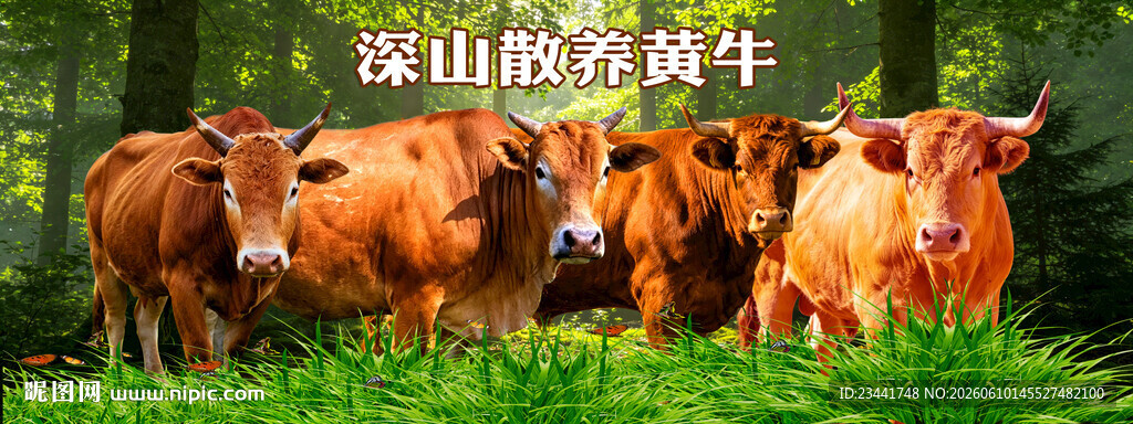 黄牛展板