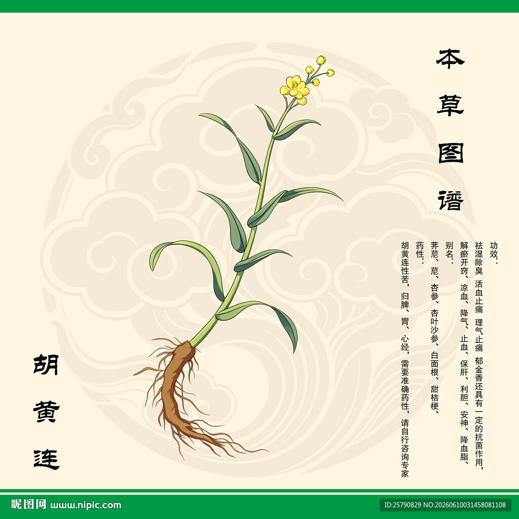 手绘胡黄连草本植物图
