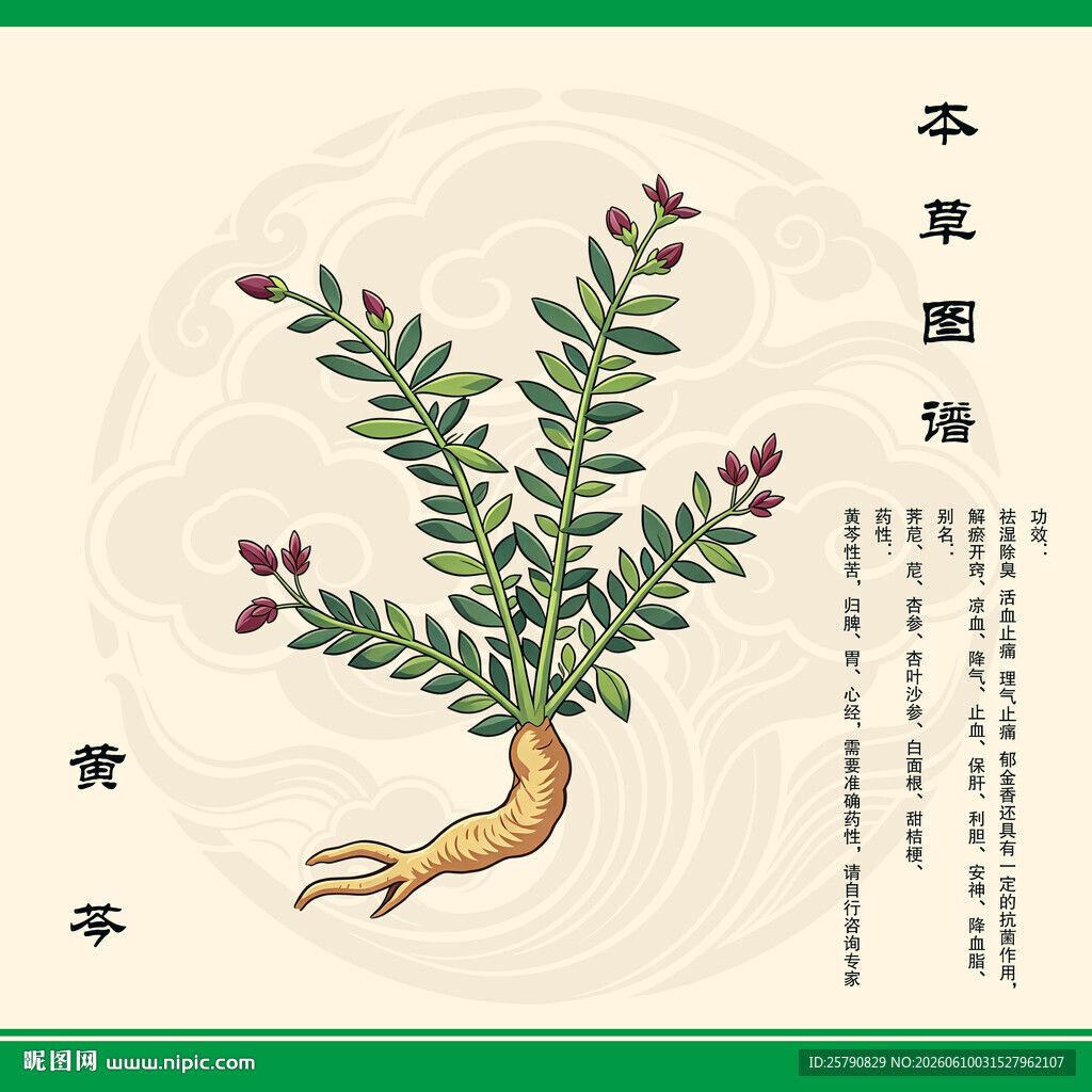 手绘黄芩草药图