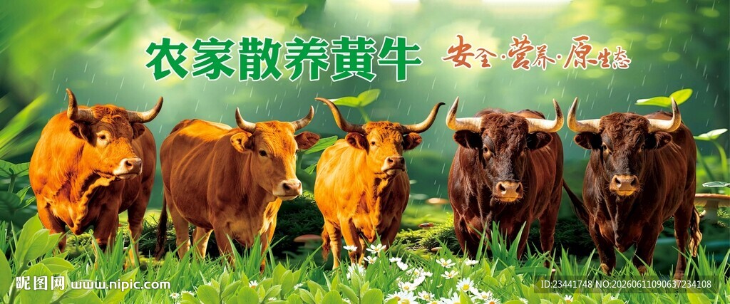 草原黄牛