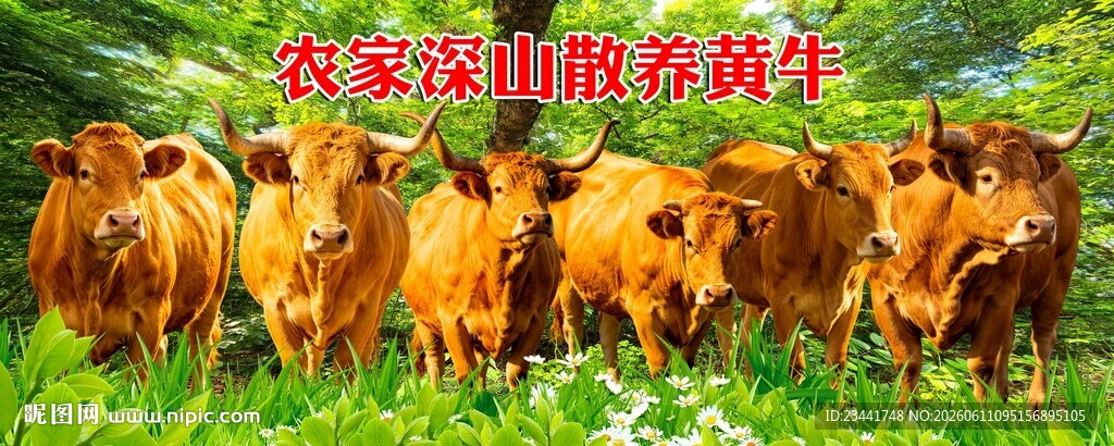 黄牛展板