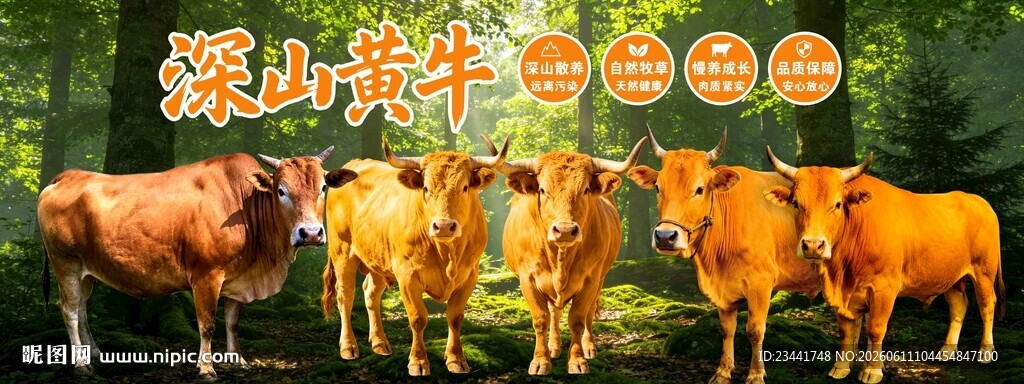 散养黄牛