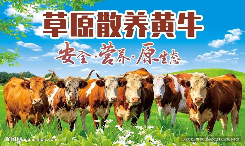 草原黄牛