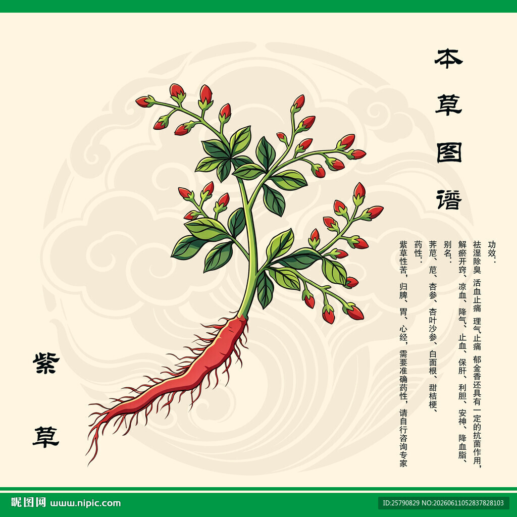 紫草根茎叶细节展示